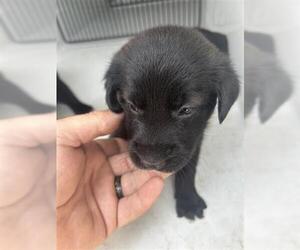 Labrador Retriever-Unknown Mix Dogs for adoption in Houston, TX, USA