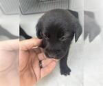 Small Labrador Retriever Mix