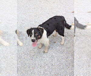 Australian Shepherd-Unknown Mix Dogs for adoption in Brewster, NY, USA