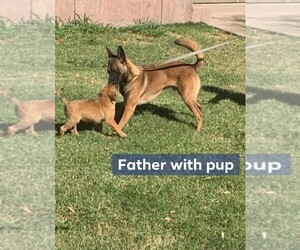 Belgian Malinois Puppy for sale in BANGOR, CA, USA