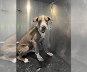 Great Dane-Unknown Mix Dogs for adoption in San Antonio, TX, USA