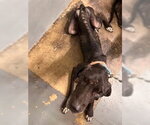 Small Great Dane