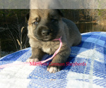 Small #1 German Shepherd Dog