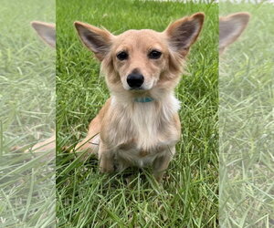 Dachshund-Unknown Mix Dogs for adoption in PIPE CREEK, TX, USA