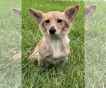 Small Dachshund Mix