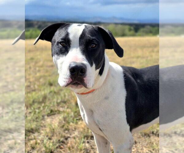 Medium Photo #4 American Bulldog-Unknown Mix Puppy For Sale in Lakewood, CO, USA