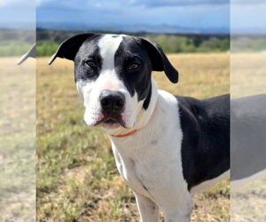 Soda Pop - Male American Bulldog-Unknown Mix Dog for Adoption - Photo #4