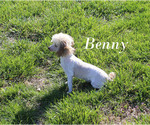 Small Poodle (Toy)