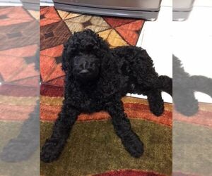 Poodle (Standard) Puppy for sale in PANAMA CITY, FL, USA
