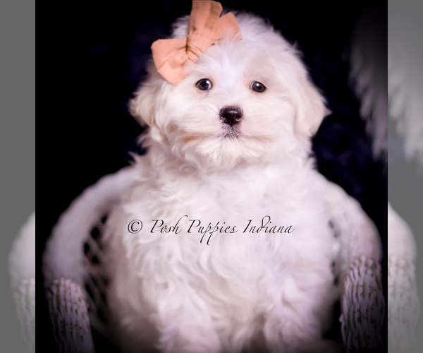 Medium Photo #1 Maltese Puppy For Sale in WARSAW, IN, USA