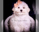 Puppy Owen Maltese