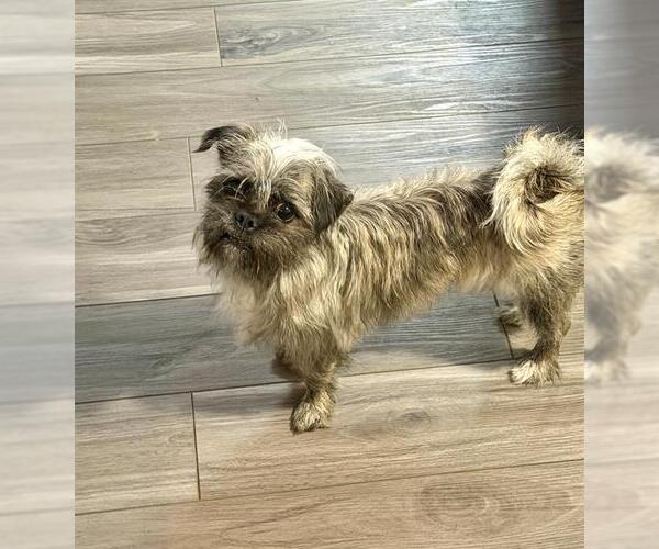Medium Photo #1 Shih Tzu-Unknown Mix Puppy For Sale in San Antonio, TX, USA