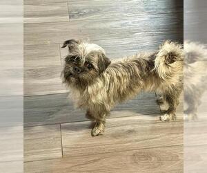 Shih Tzu-Unknown Mix Dogs for adoption in San Antonio, TX, USA