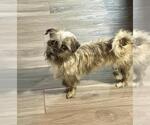 Small Shih Tzu Mix