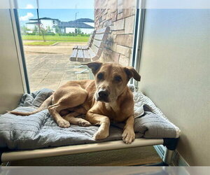 ANDY - Male Labrador Retriever-Unknown Mix Dog for Adoption - Photo #2
