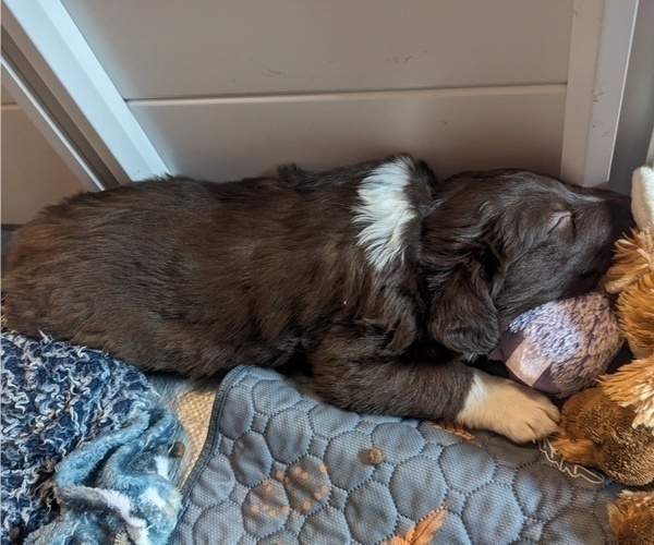 Medium Photo #42 Border Collie Puppy For Sale in HARRISON, ID, USA