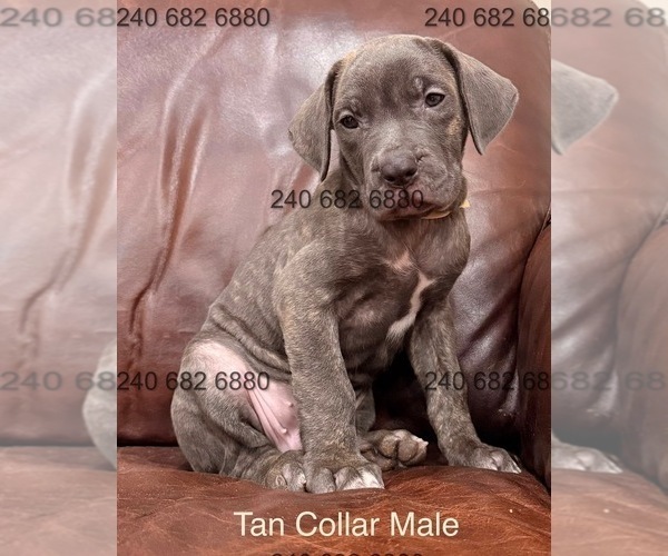 Medium Photo #2 Cane Corso Puppy For Sale in LA PLATA, MD, USA