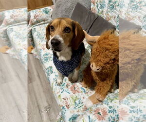 Beagle Dogs for adoption in Rockaway, NJ, USA