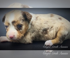 Miniature Australian Shepherd Puppy for sale in SMITHVILLE, AR, USA