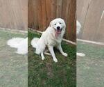 Small #54 Chow Chow-Great Pyrenees Mix