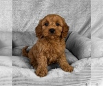 Small #1 Goldendoodle (Miniature)