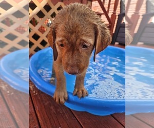 Labrador Retriever Puppy for sale in BUFFALO, NY, USA