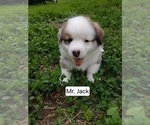 Puppy Jack Black Co Pembroke Welsh Corgi