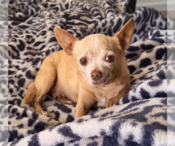 Medium Photo #2 Chihuahua Puppy For Sale in San Diego, CA, USA