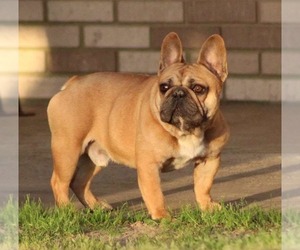 Father of the French Bulldog puppies born on 07/08/2025
