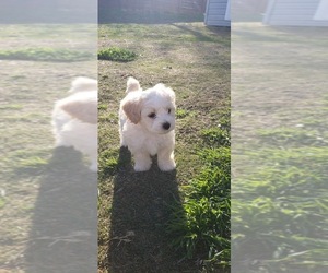 Maltipoo Puppy for sale in DEL VALLE, TX, USA
