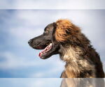 Small #3 Golden Retriever-Saint Bernard Mix