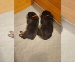 Litter of 8 - Male(s) and Female(s) RottweilerLitter of Puppies for Sale - Photo #4