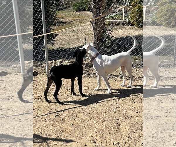 Medium Photo #13 Staffordshire Bull Terrier-Unknown Mix Puppy For Sale in La Verne, CA, USA