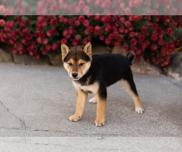 Medium Photo #2 Shiba Inu Puppy For Sale in MILLERSBURG, IN, USA