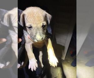 Labrador Retriever-Unknown Mix Dogs for adoption in San Antonio, TX, USA