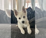 Small Photo #2 Pomsky Puppy For Sale in LOVELAND, CO, USA