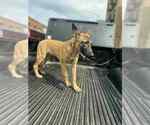 Small #1 Mutt