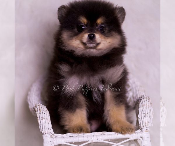 Medium Photo #5 Pomeranian Puppy For Sale in WARSAW, IN, USA