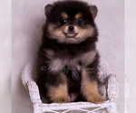 Small Photo #108 Pomeranian Puppy For Sale in WARSAW, IN, USA