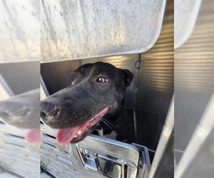 American Staffordshire Terrier Dogs for adoption in San Antonio, TX, USA