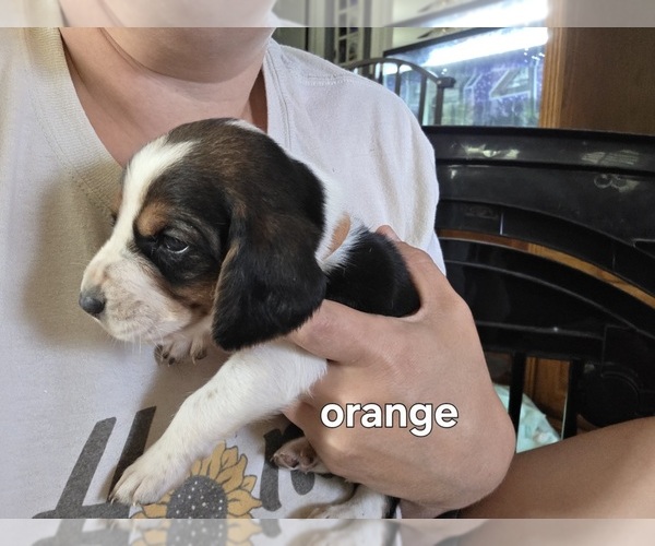 Medium Photo #5 Basset Hound Puppy For Sale in PORTLAND, TN, USA