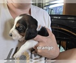 Small #4 Basset Hound