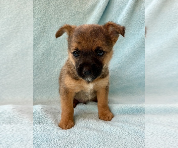 Medium Photo #4 Chorkie Puppy For Sale in FAIR HAVEN, MI, USA