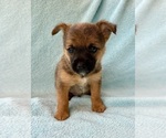 Small #3 Chorkie