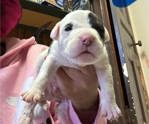 American Bully Puppy for sale in LANSFORD, PA, USA