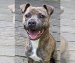Small #2 American Pit Bull Terrier Mix