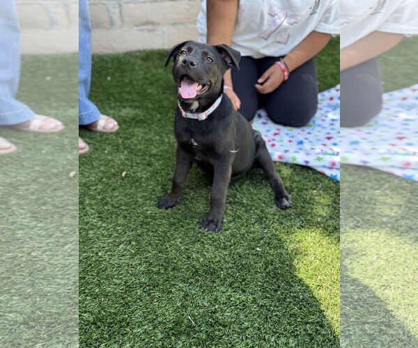 Medium Photo #6 Labrador Retriever-Unknown Mix Puppy For Sale in San Diego, CA, USA