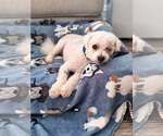 Small #3 Bichon Frise