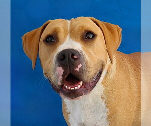 Boxer Dogs for adoption in Pasadena, CA, USA