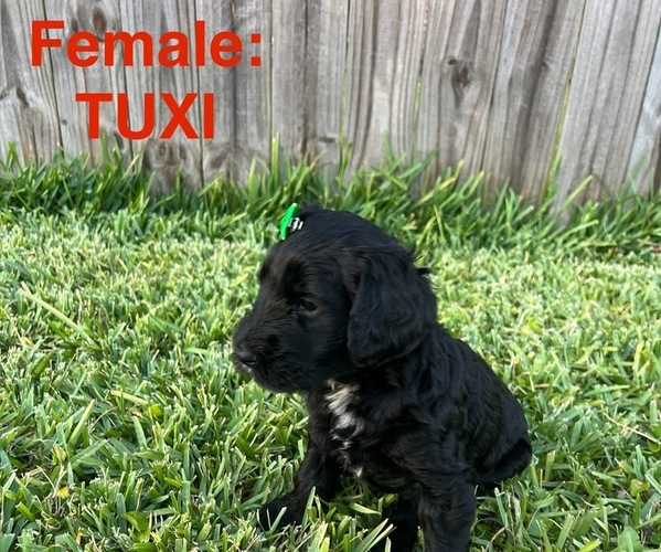 Medium Photo #10 Labradoodle Puppy For Sale in PRAIRIEVILLE, LA, USA
